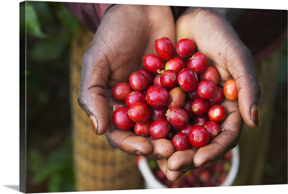 Woman's hands holding ripe Arabica coffee beans picked at Socfinaf's Oakland Estates coffee plantation.