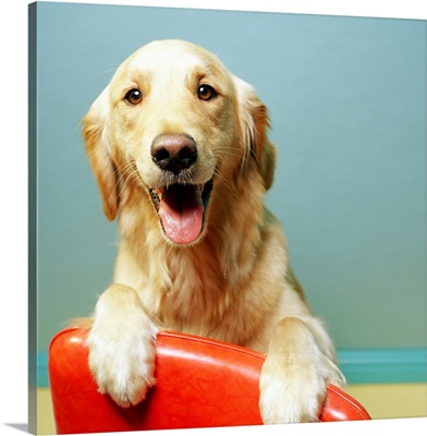 Happy Golden Retriever on a red chair