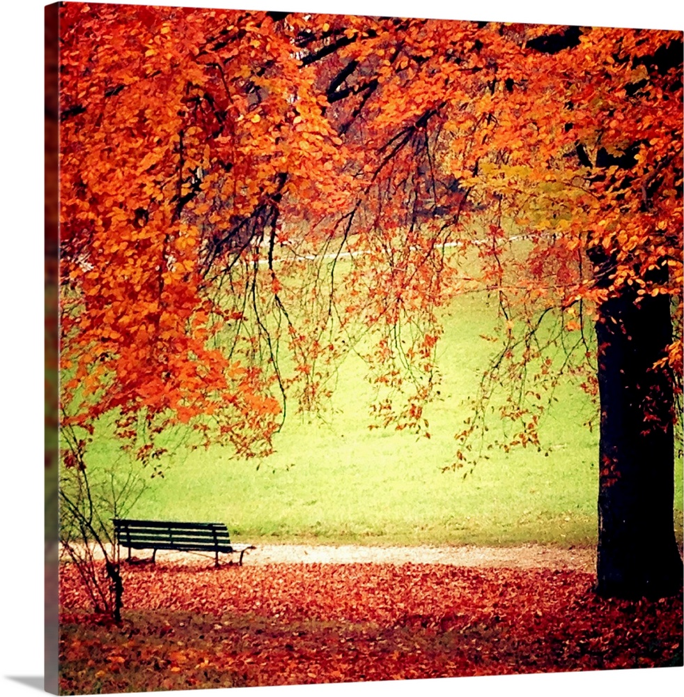 Fall in Geneva. Tree branches with bright red leaves framing an empty bench. The ground is all covered with red leaves as ...