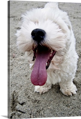 Happy white maltipoo puppy