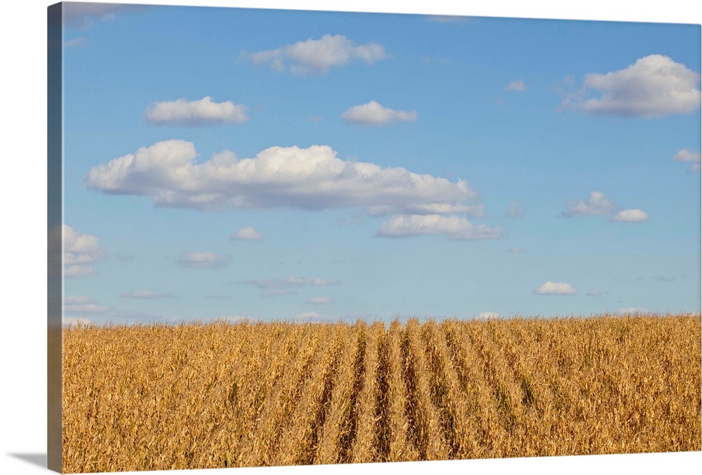 Hard corn, used for corn sweetener, ethanol, plastics, livestock feet, and various food products.