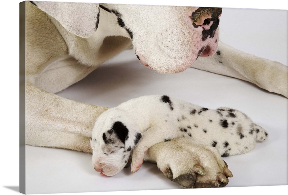 Harlequin Great Dane puppy sleeping on mother's paw, studio shot