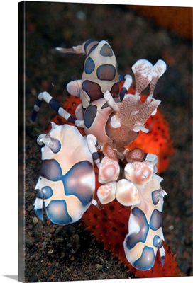 Harlequin Shrimp feeding on sea stars