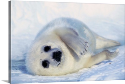 Harp Seal Pup On Its Side