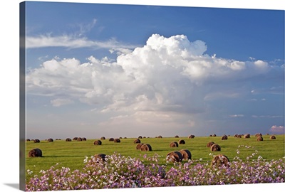 Harvest fields with cosmos flowers in foreground, South Africa