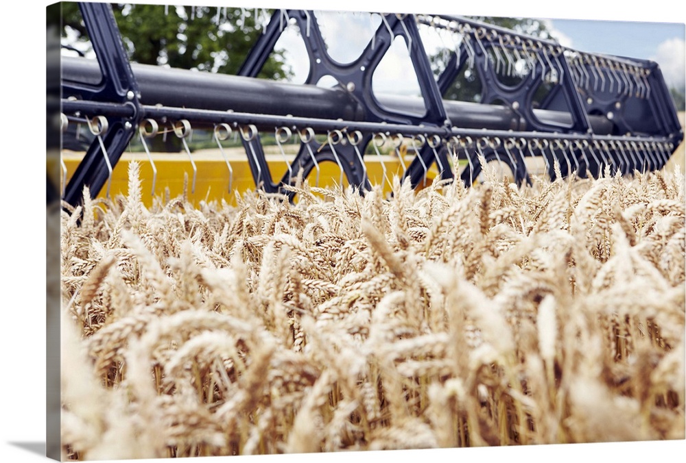 Harvester working in crop field