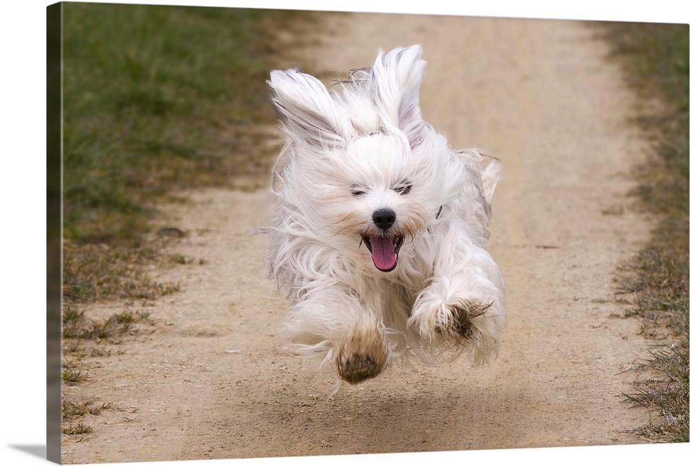 Havanese with fun to run and flying!Male dog of one year running so fast that he can fly. All feet above the ground.