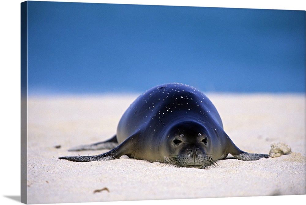 PA115-1 Hawaiian Monk Seal. Monachus schauinslandi. On sand, endangered. Midway atoll. NW Hawaiian Island. H 116912