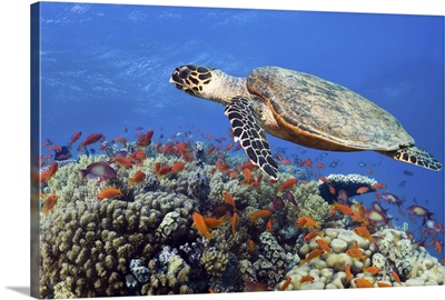 Hawksbill sea turtle swimming near the coral reef