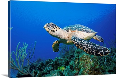 Hawksbill Turtle Swimming Above Reef