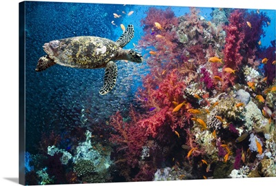 Hawksbill turtle swimming in near the coral reef