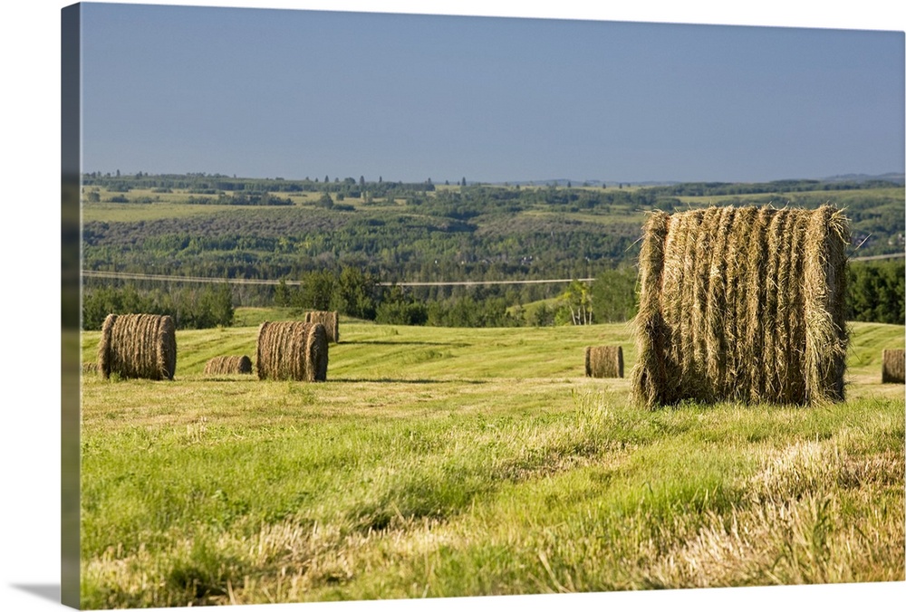 Hay Bales In A Cut Field