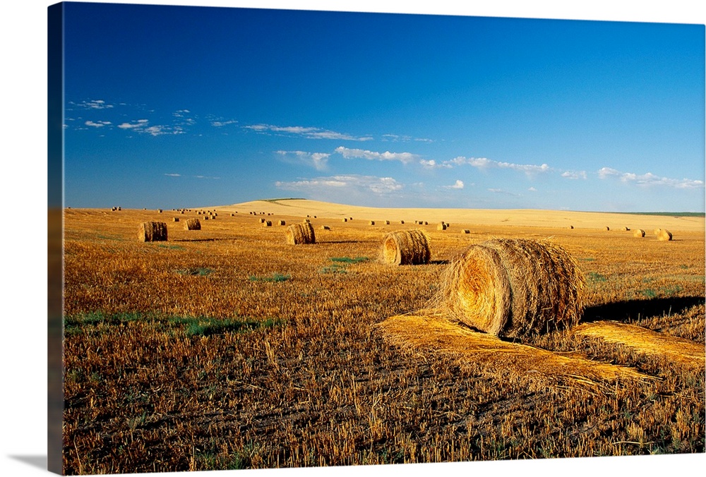 Hay field, North Dakota