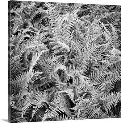 Hay-scented ferns captured from above
