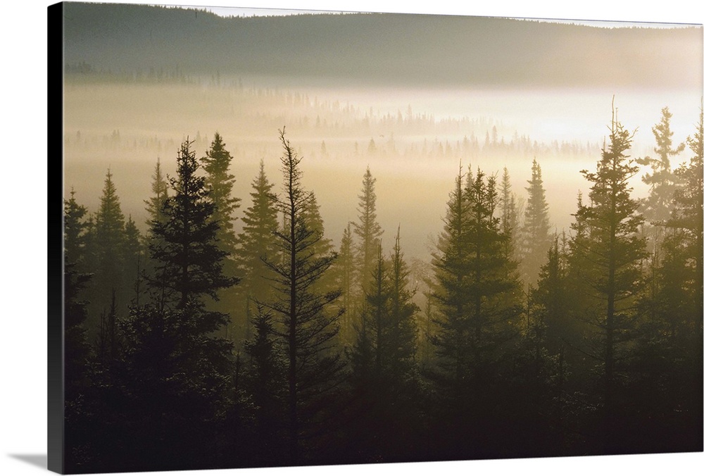 Haze over lake in forest at dawn.