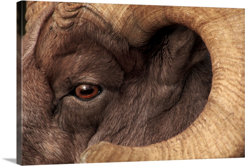 Head Of American Bighorn Sheep