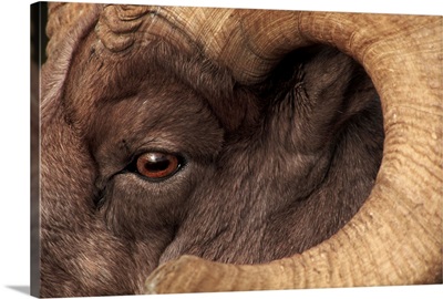 Head Of American Bighorn Sheep