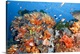 image thumbnail of Healthy reef structure, Komodo National Park, Indonesia.