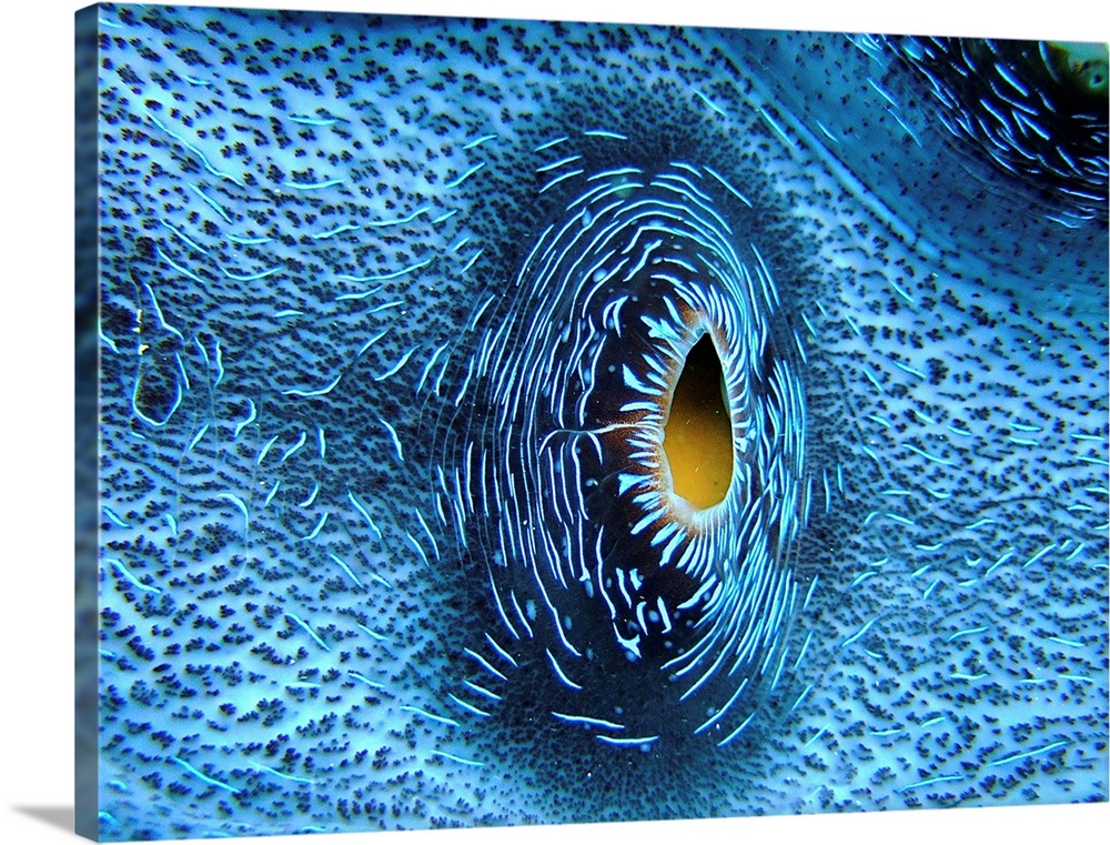 Heart of giant clam on outer reef of Great Barrier Reef, Queensland, Australia.