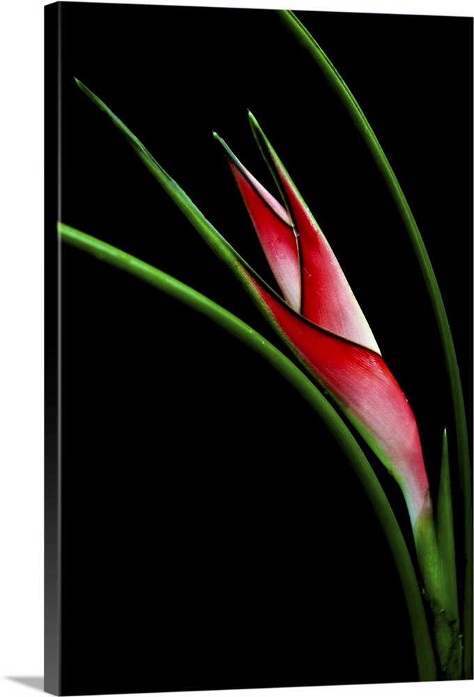 Close-up picture of red Heliconia Flower.