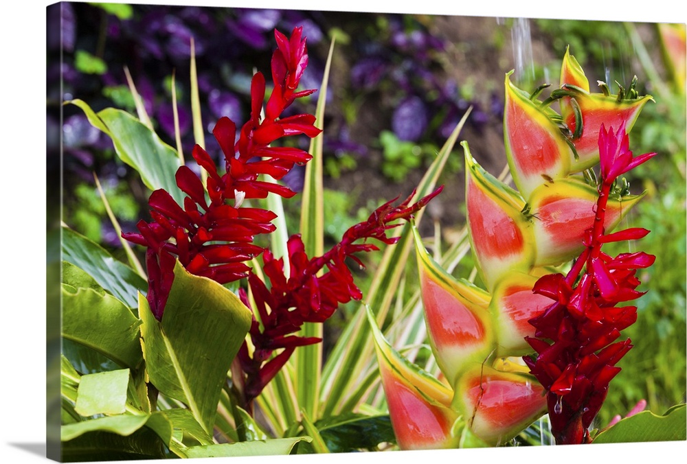 Dominica, Roseau, tropical vegetation, heliconia, heliconiaceae, and red ginger, alpinia purpurata.