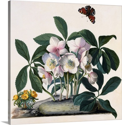 Helleborus Niger Rose And Butterfly Lithograph By Georg Dionysius Ehret