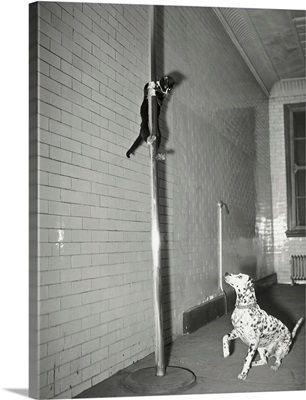 Henry The Cat Slides Down Pole To Dalmatian at Engine Company No. 65, NYC