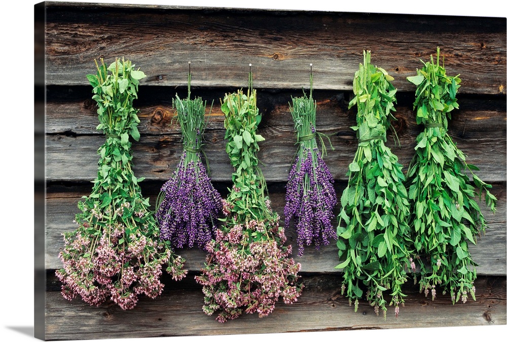 Bundles of (left to right) mint, lavender, and oregano dry outside.
