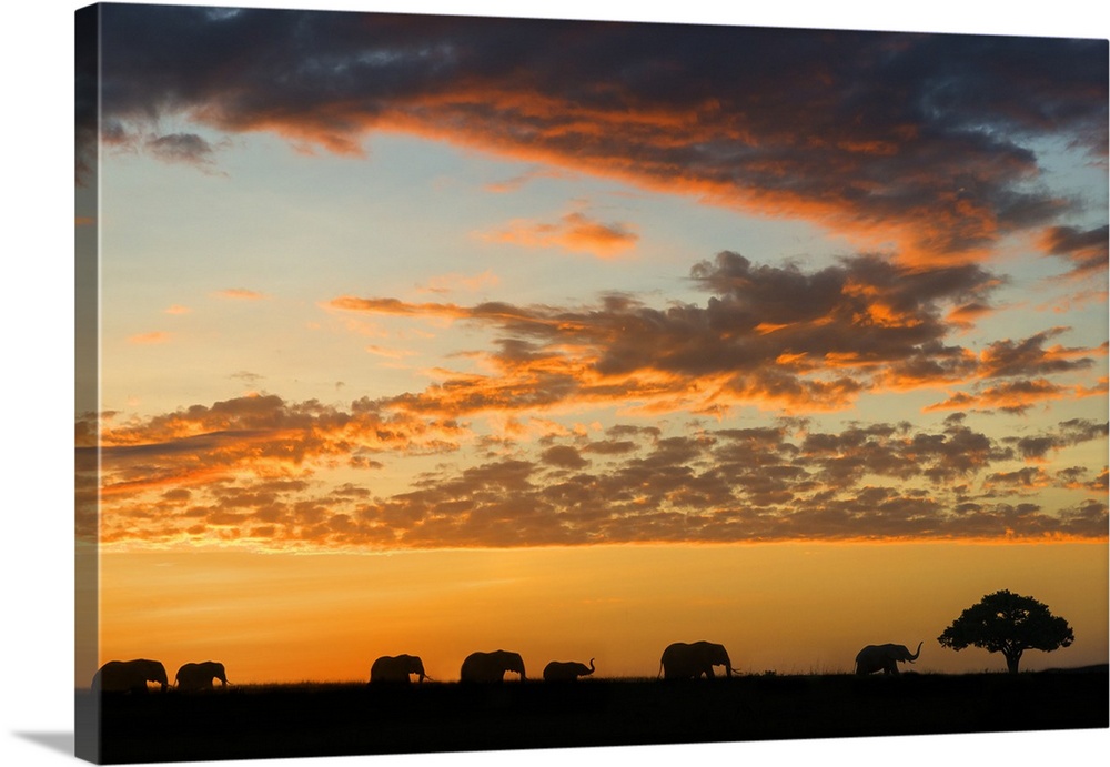 Herd of African elephants, (Loxodonta aficana), at sunrise, Masai Mara National Reserve, Kenya.