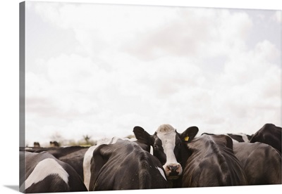 Herd of cattle and overcast sky