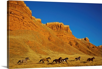 Herd of horses running along the Red Rock hills of the Big Horn Mountains