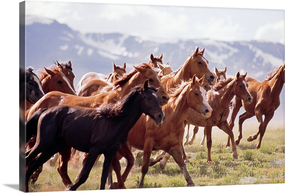 Landscape photograph on a big canvas of a large herd of horses trotting through a vast field in Fairplay, Colorado.  Snow ...