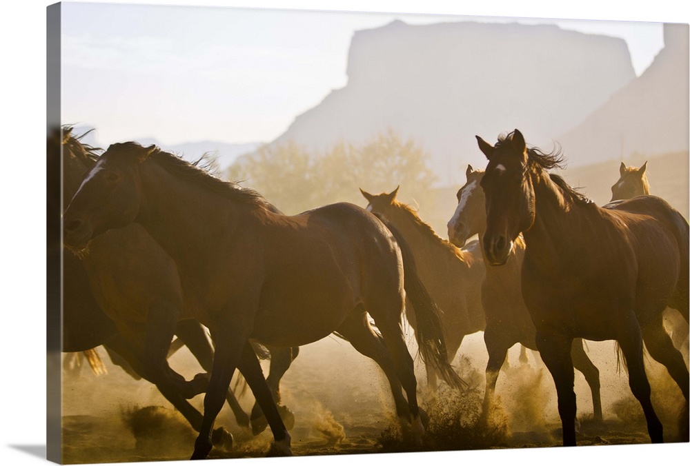 Herd of horses running in Utah desert.