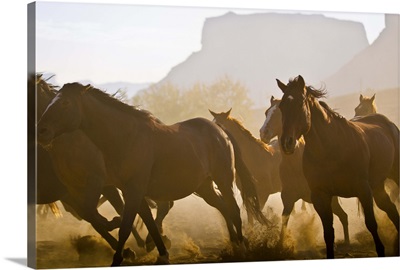 Herd of horses running in Utah desert