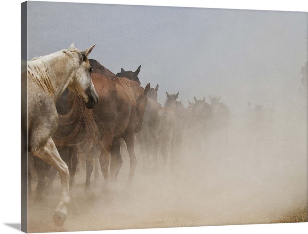 White horse stands among herd of wild horses galloping in cloud of dust in Almonte, Huelva.