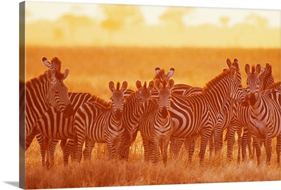 Herd of zebras , Tarangire National Park , Tanzania