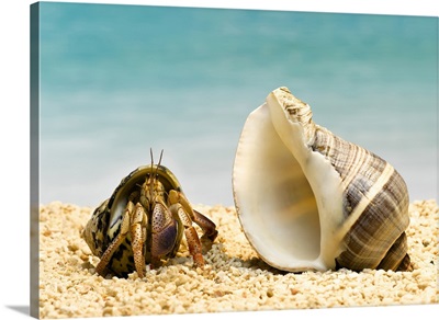 Hermit crab looking at larger shell