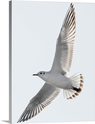 Herring Gull flying