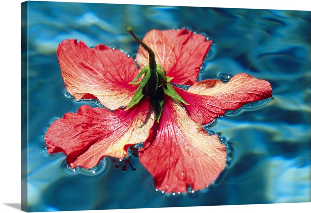 Hibiscus floating upside down in water