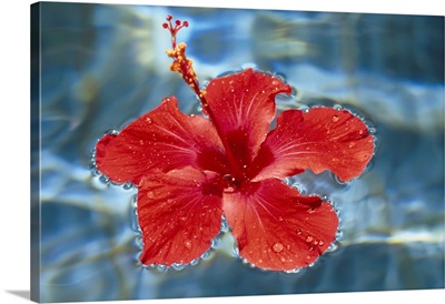 Hibiscus flower floating in water