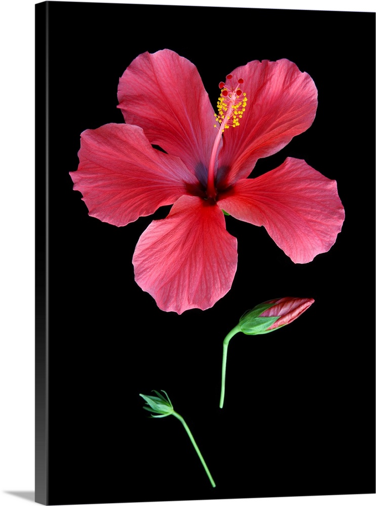 Red hibiscus flower in three stages of opening, a tight green bud, bud with the red petals beginning to show and a beautif...