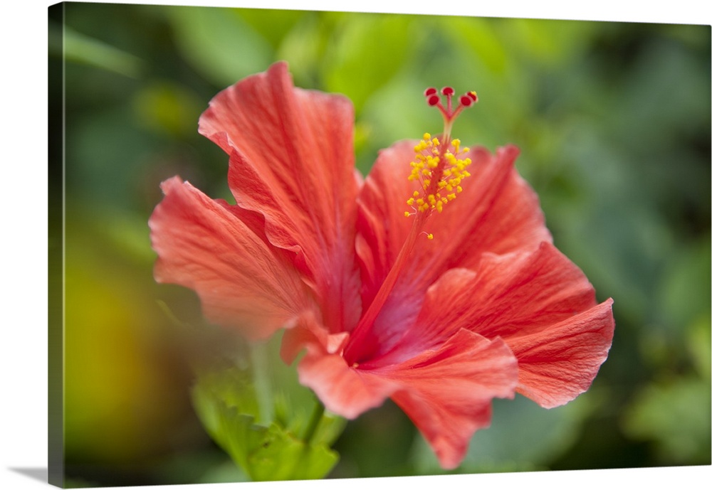 Hibiscus flower in a tropical garden