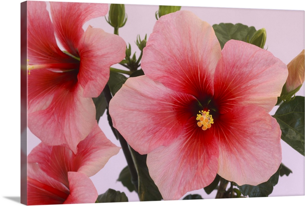 Close-up of hibiscus flowers softly toned from red through to pink on a pale pink background.