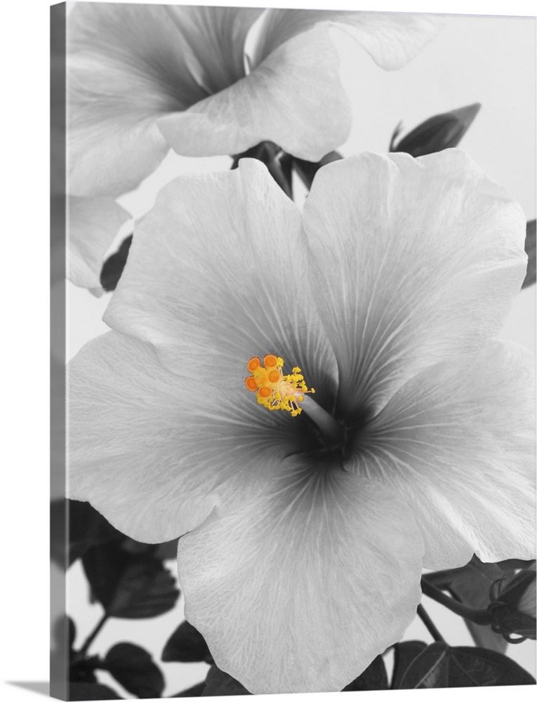 Close-up of hibiscus flowers in soft shades of grey, digitally manipulated, tips of the stigma and stamens picked out in b...