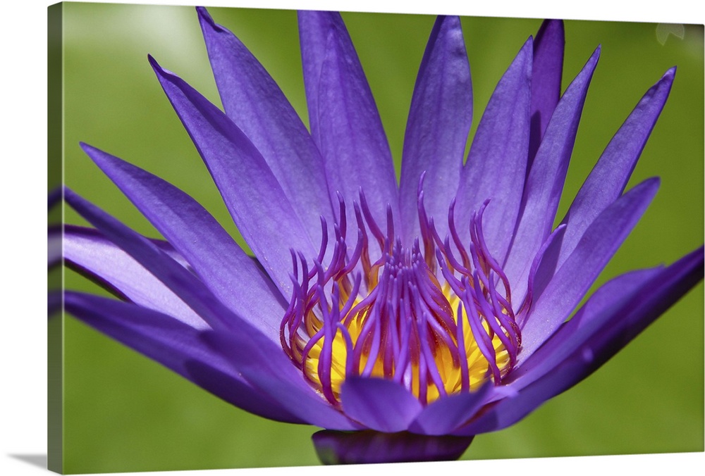 High angle view of a lilac lotus flower in front of green leaves.
