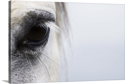 High-key close up of a Welsh pony