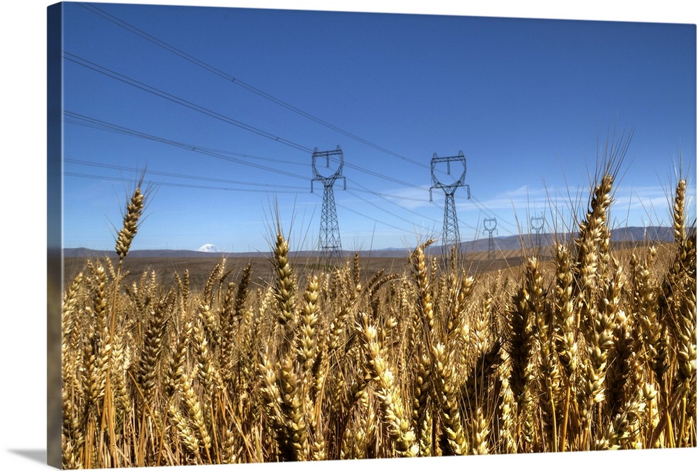 High-tension power lines seen through a field of wheat in Wasco County, Oregon.