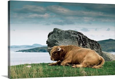 Highlander Bull