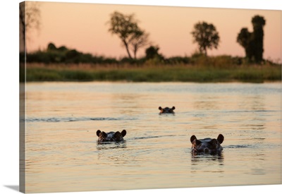 Hippopotamus, Botswana