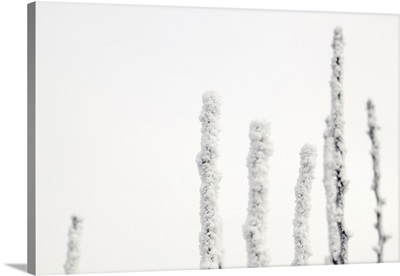 Hoar-frosted twigs, high section